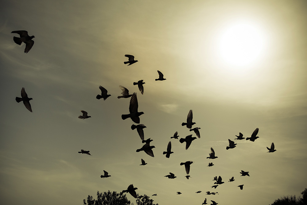 Pigeons flapping their wings faster will give them faster reactions and greater control over their movements