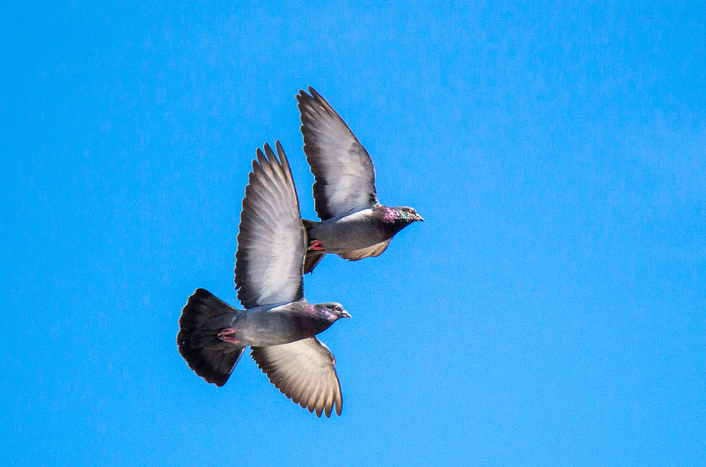 Pigeons fit in one extra wingbeat per second when flying in pairs compared to flying solo