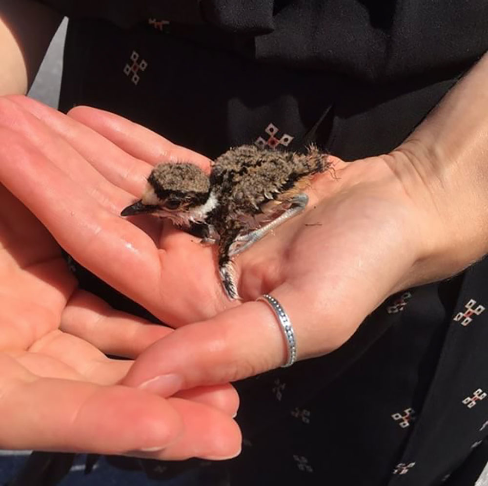 This tiny Killdeer chick fell down a storm drain and required human rescuing