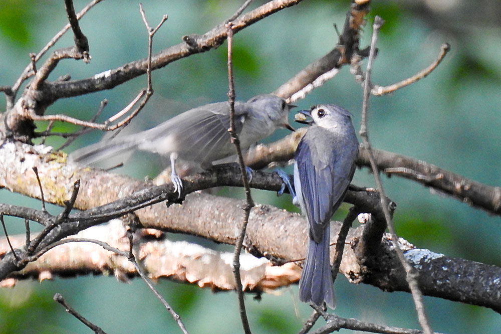 Feisty Tufted Titmouse is excited to see its parent return with food