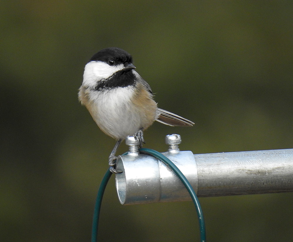 Besides being adorable, Black-capped Chickadees understand humans