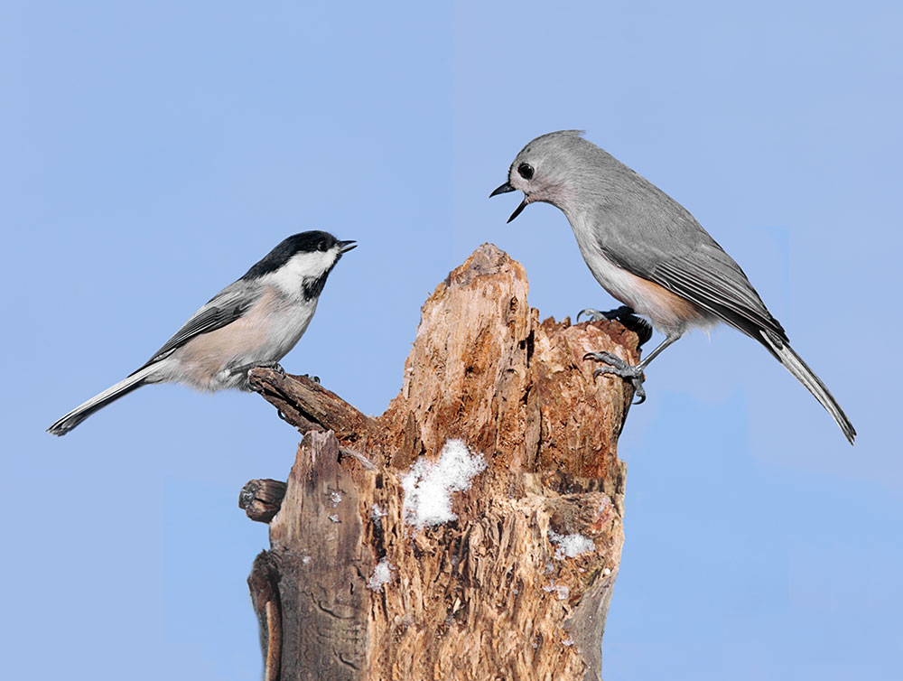 Songbirds understand the call of distress of different types of songbirds when they are in the presence of a predator, like an owl or a hawk