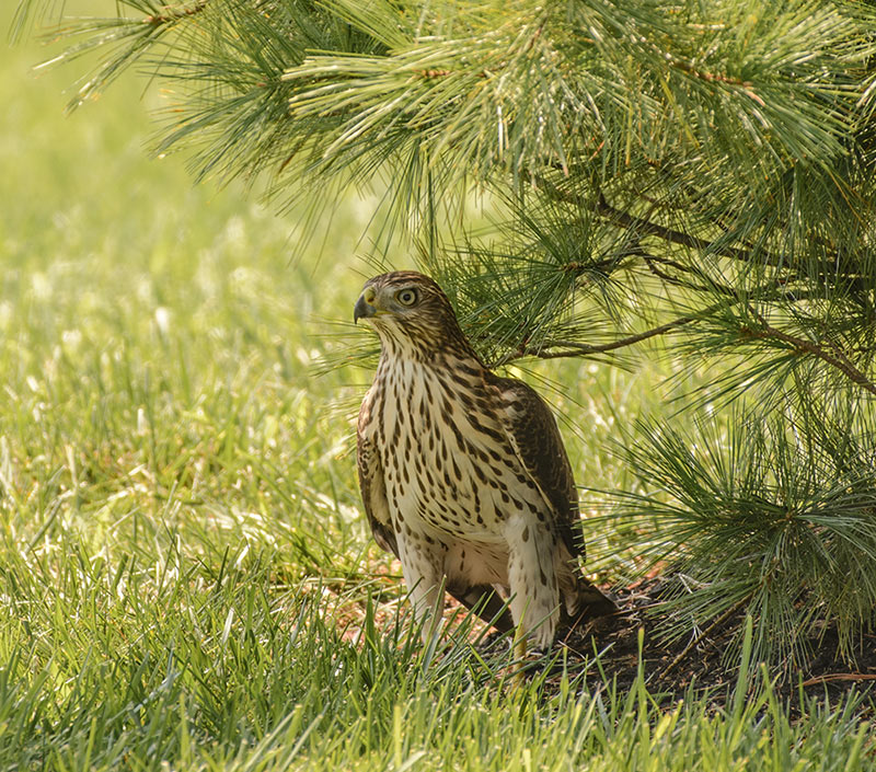 Cooper's Hawk sits on the lawn under the shade of a white pine tree