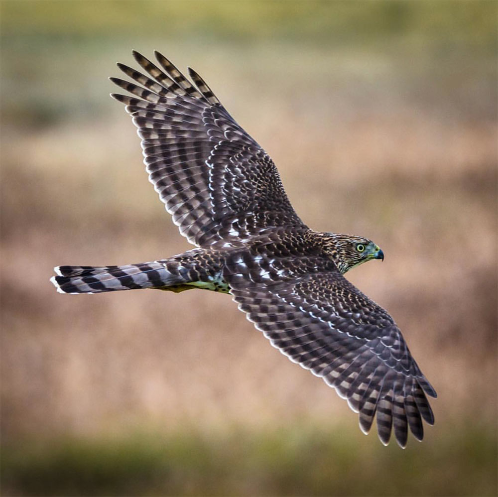 You can’t stops birds of prey from visiting your feeders and stalking songbirds (unless you take them down), so instead focus on the factors you do control for your backyard wildlife