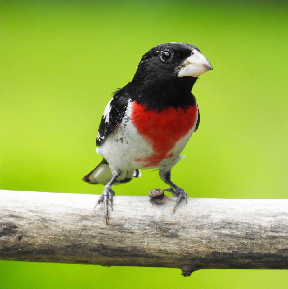 Branch Portrait Of Male Rose Breasted Grosbeak IntoBirds   Male Rose Breasted Grosbeak 