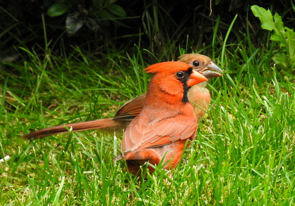 Attentive male Northern Cardinal feeding its young