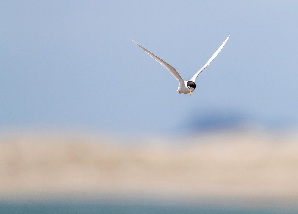 The Adult Fairy Tern is a small, dainty coastal tern and is the most endangered of New Zealand’s endemic birds