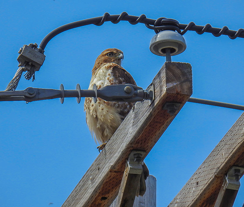 I M A Hawk Magnet Intobirds