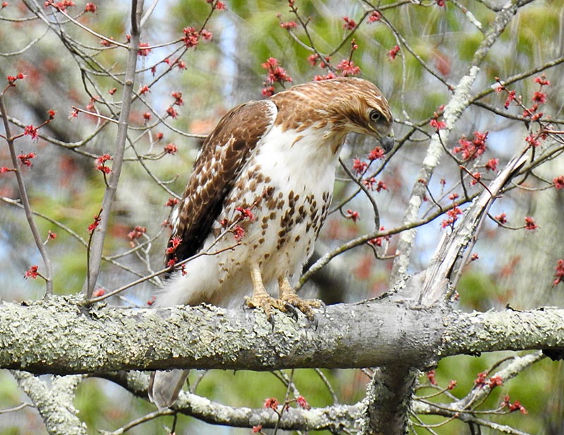 A Red-tailed hawks' eyesight is so advanced they can see a small rodent on the ground, even when it's 100 feet below them
