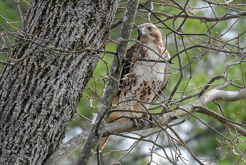 Red-tailed hawks soar above their territory, usually on clear days, keeping a lookout for intruders