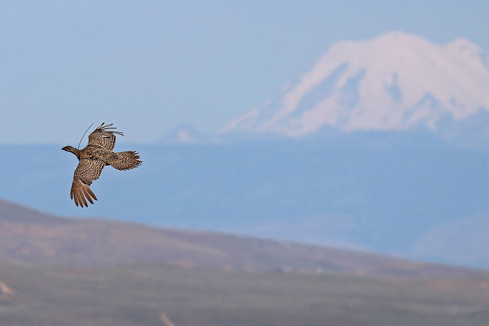 A female sage-grouse flies over the Washington sage steppe with Mount Rainier looming in the background. Photo credit: Tatiana Gettelman