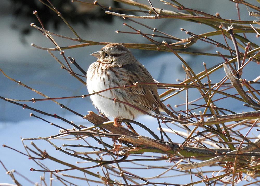 The Song Sparrow is one of many species included in a review of climate change studies