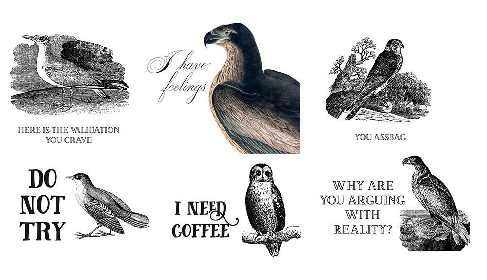 Illustrations from Effin' Birds: A Field Guide to Identification