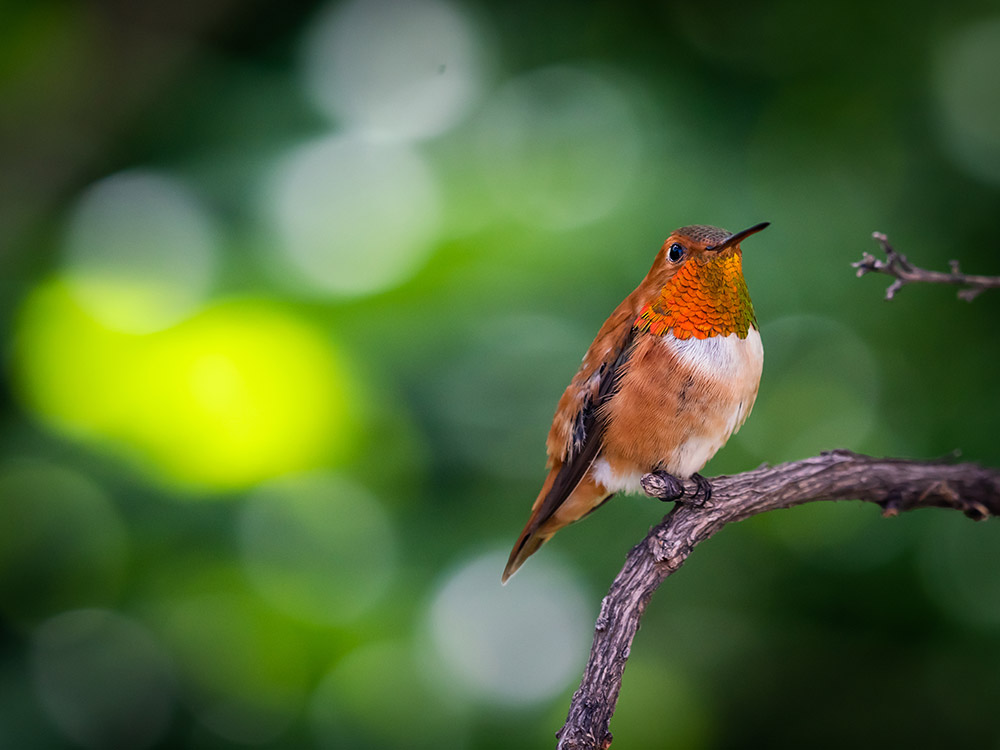 Male Rufous Hummingbird perched on a branch