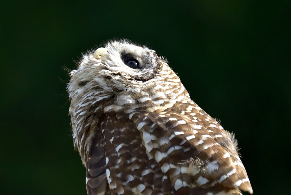 Vermont Institute of Natural Science's beautiful Barred Owl
