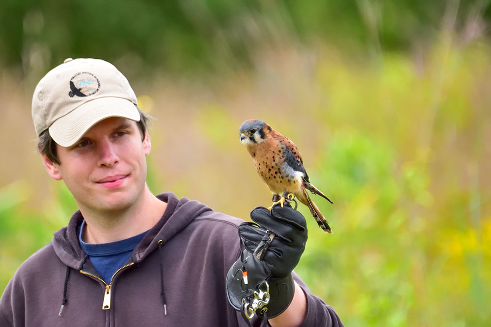 Jim of Vermont Institute of Natural Science with a talkative American Kestrel on glove