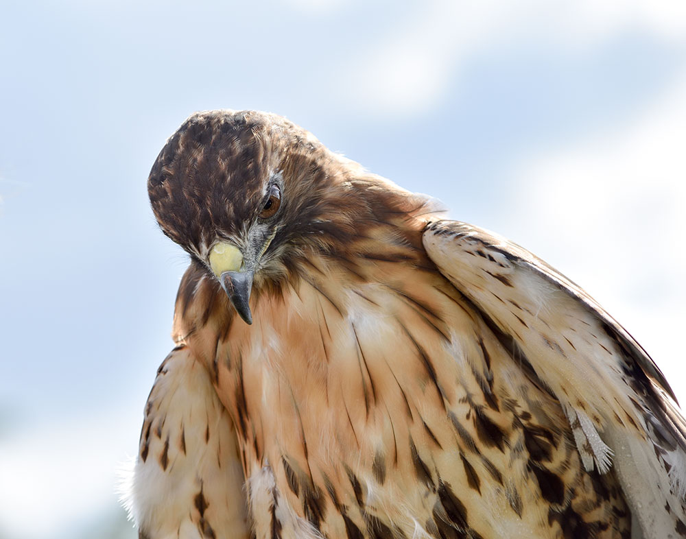 Avoid using rat poison (anticoagulant rodenticides) around your home. Hawks that eat poisoned prey may die from hemorrhaging