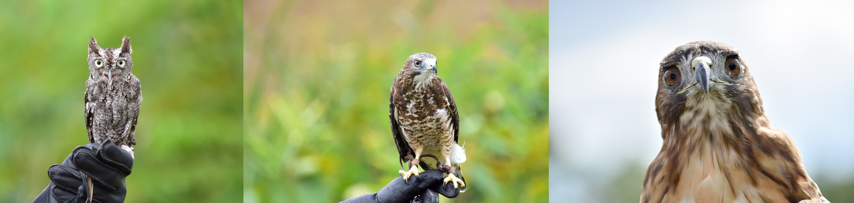 Vermont Institute of Natural Science's stunning raptors: Eastern Screech Owl, Broad-winged Hawk, and Red-tailed Hawk