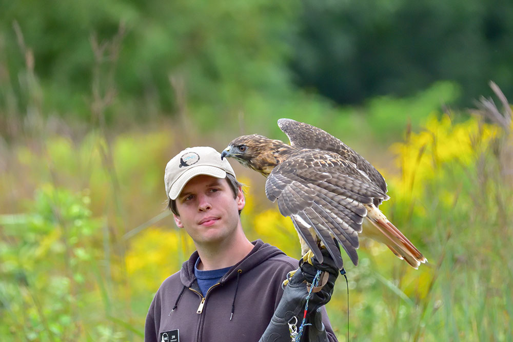 Jim of Vermont Institute of Natural Science with Red-tailed Hawk on glove