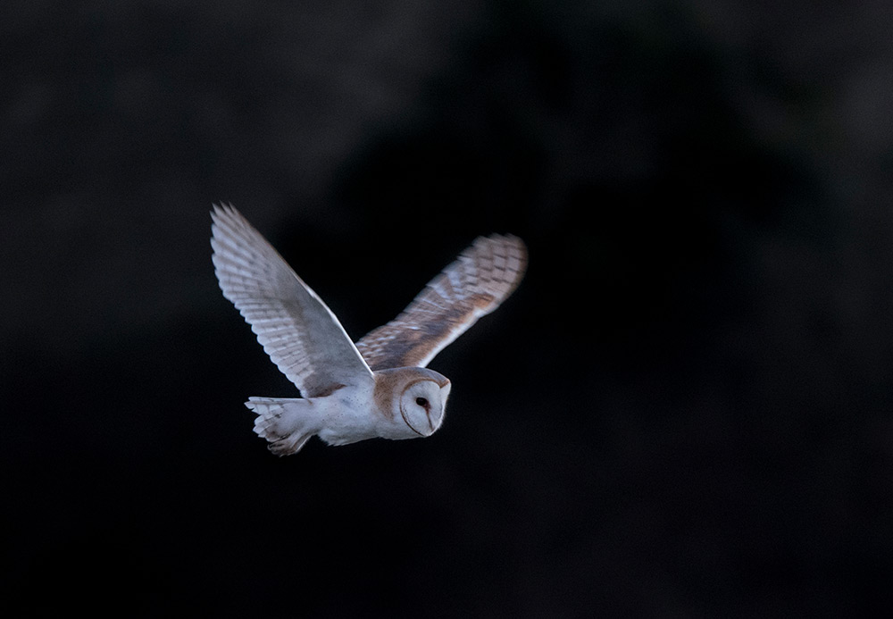 White-faced and breasted barn owl catch more voles than their reddish relatives