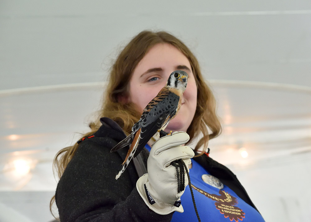 Christine holding her male American Kestrel, Chip