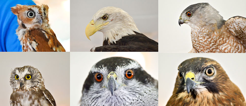 Meet some of Christine's Critters Top: Eastern Screech Owl, Bald Eagle and Cooper's Hawk. Bottom: Northern saw-whet owl, Northern Goshawk, and Broad-winged Hawk
