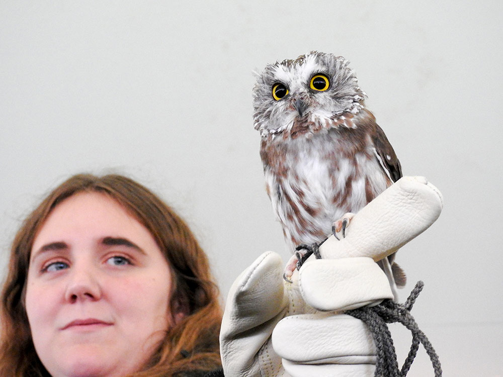Christine holding her male NortherSaw-whet Owl, Mr. Higgins