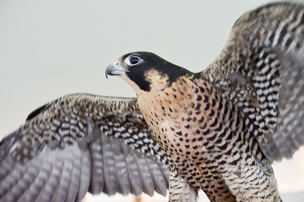 Raptors Rule The Avian World At Asris Raptor Weekend