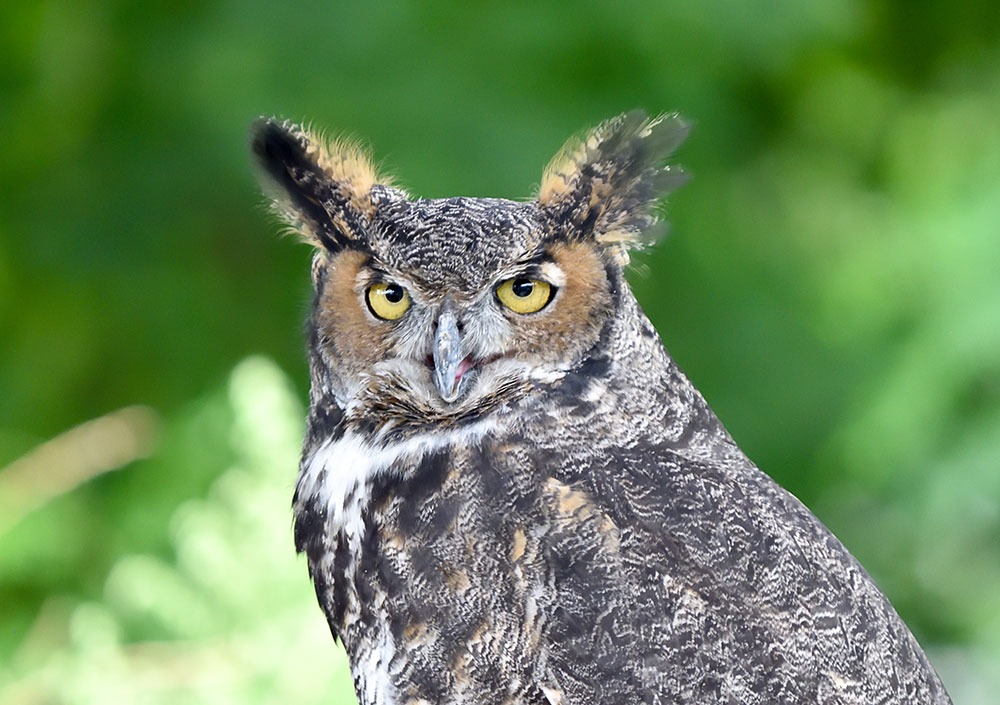 The great horned owl, also known as the tiger owl or the hoot owl, is a large owl native to the Americas