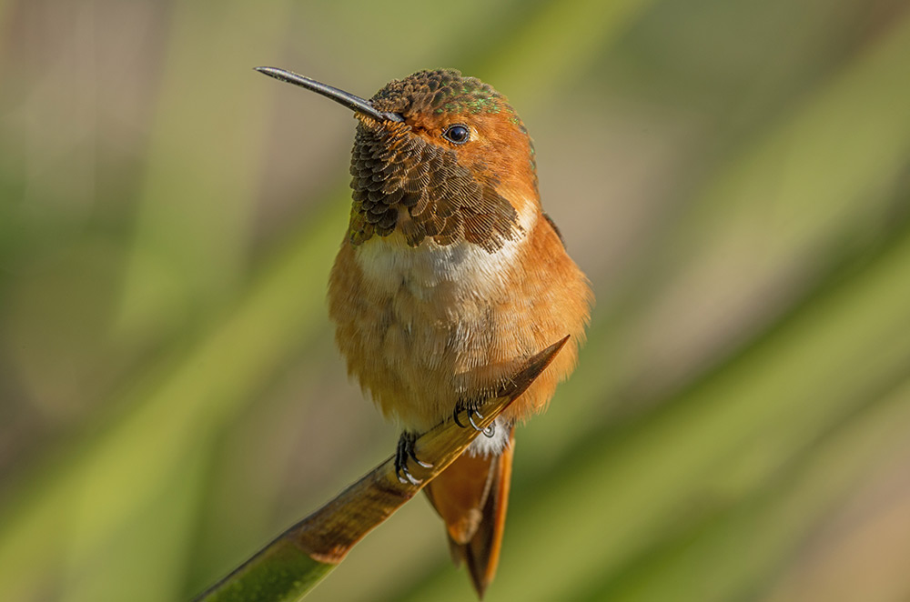 Puffed up Allen's Hummingbird perched on a branch