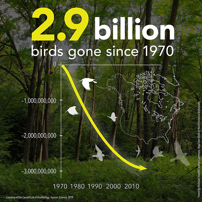 2.9 Billion Birds Gone