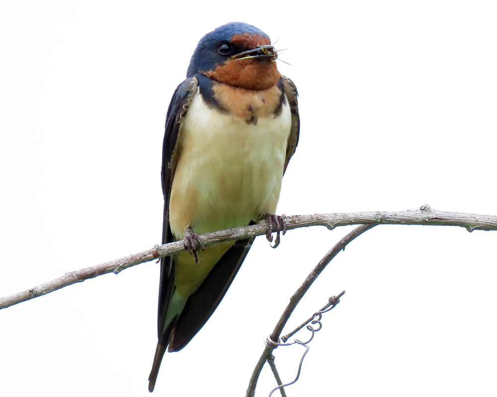 90% of nearly 3 billion birds lost belong to 12 bird families, including the swallows — common, widespread species that play influential roles in food webs and ecosystem functioning, from seed dispersal to pest control. Photo: Barn Swallow by Karen Hogan, Macaulay Library at Cornell Lab of Ornithology
