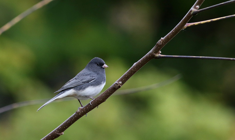 Some of our favorite backyard birds such as Dark-eyes Juncos are down 168 million. Photo: Dark-Eyed Junco by JayMcGowan, Macaulay Library at Cornell Lab of Ornithology