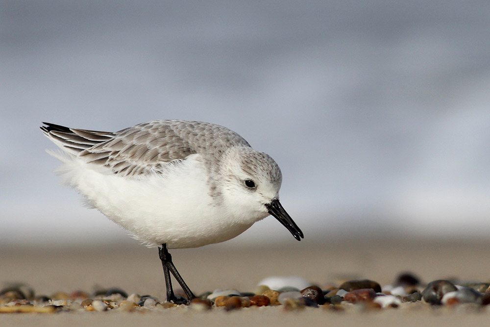 Shorebirds, such as Sanderlings, have lost more than one-third of their population. Photo: Sanderling by Andy Eckerson, Macaulay Library at Cornell Lab of Ornithology