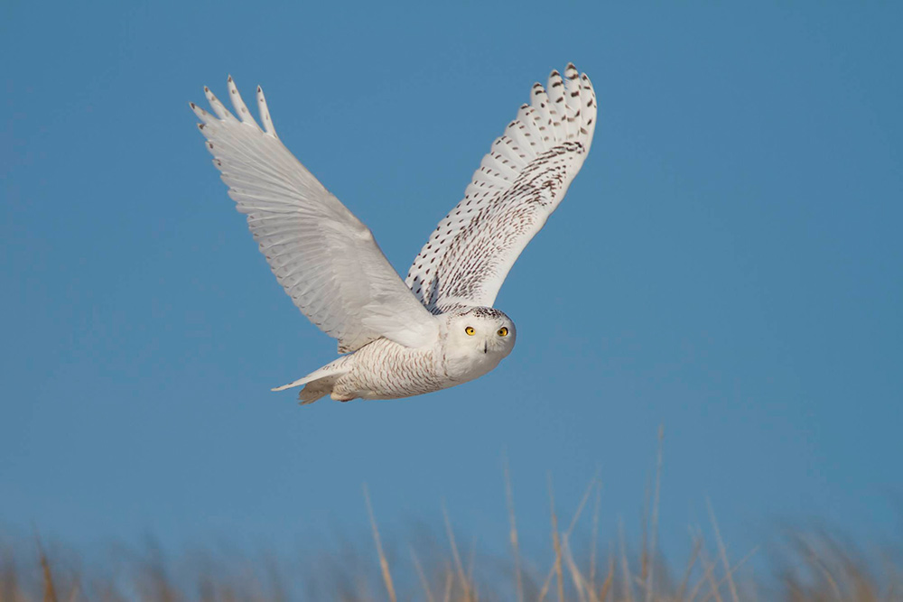 Become a citizen scientist and report your Snowy Owl sightings to eBird.org. Photo: Snowy Owl by Doug Hitchcox, Macaulay Library at Cornell Lab of Ornithology
