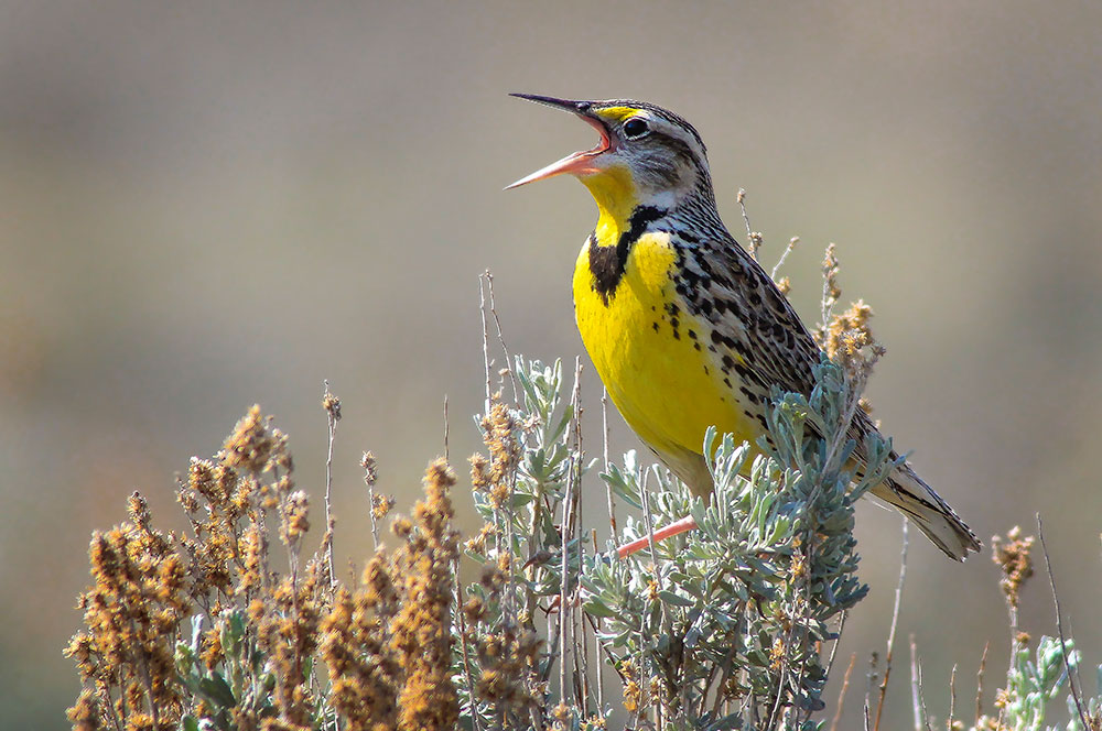 Grassland birds such as the Western Meadowlark have a 53% reduction in population — more than 720 million birds — since 1970. Photo: Western Meadowlark by Matthew Pendleton, Macaulay Library at Cornell Lab of Ornithology