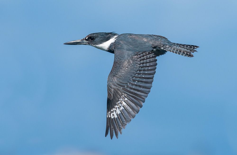 Belted Kingfishers are elusive birds and challenging to photograph resulting in just a flash of its blue wings