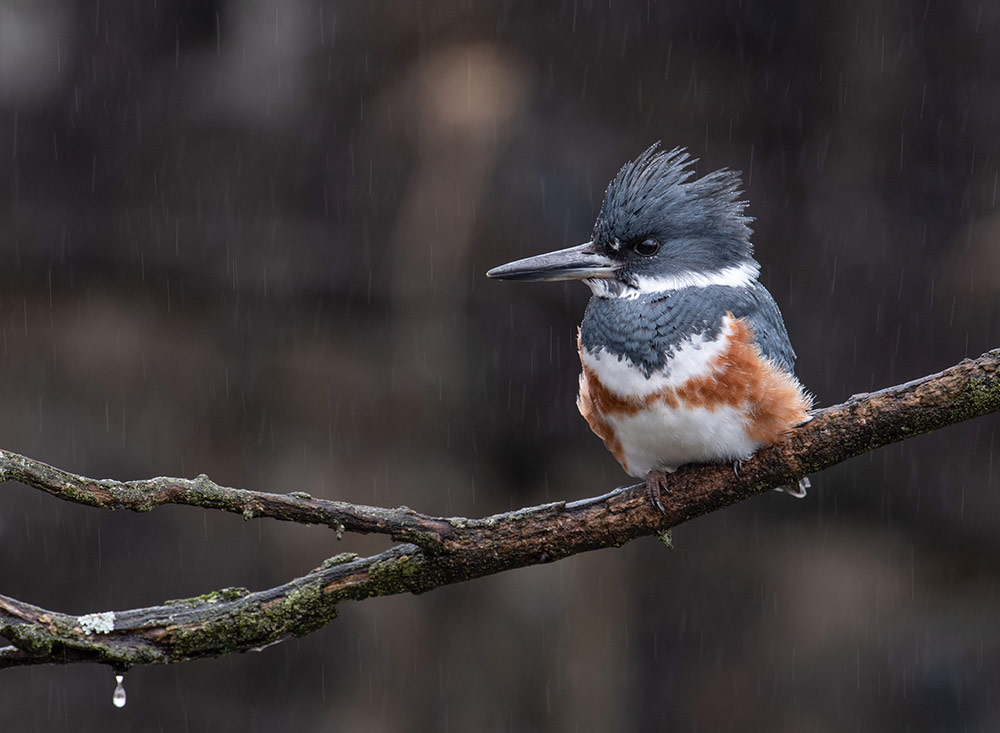 Belted Kingfishers are adept at fishing, and named after the Anglo-Saxon word that means “king of the fishes"