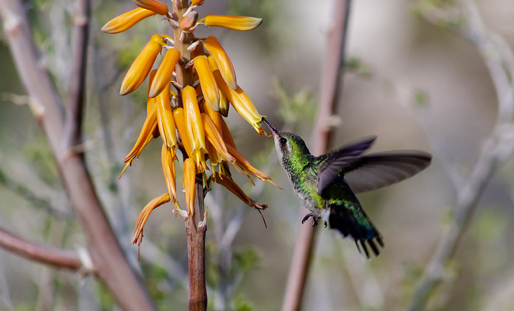 Broad-billed hummingbird feeding from orange aloe flowers in Pima Canyon in the Catalina Mountains