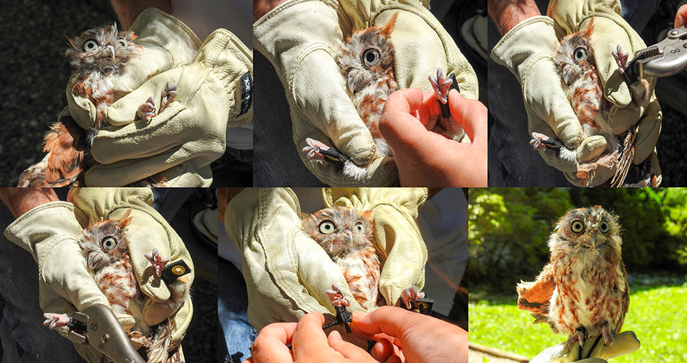 Magma gets his old anklets removed, and then new anklets are placed on and grommets are crimped on to hold the jesses