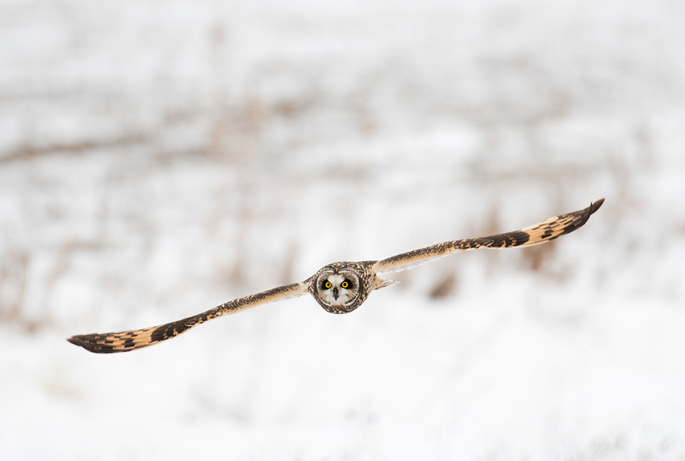 The Short-eared owl has pale yellow to bright sulphur-yellow eyes with a greyish-brown cere, and a blackish bill. Their tiny ear-tufts are set close together near the center of its forehead, often not visible, and erected only when excited
