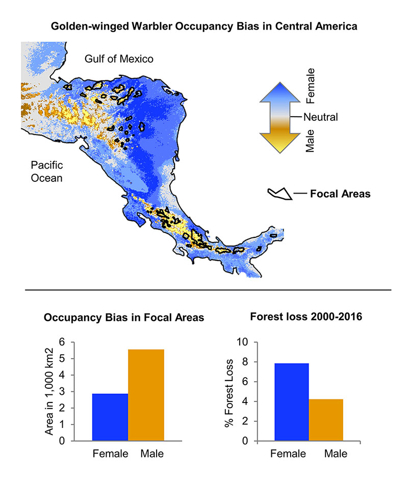 This graphic highlights the different locations in Central America where study surveys found male and female Golden-winged Warblers spent the winter months. Figure by Ruth Bennett