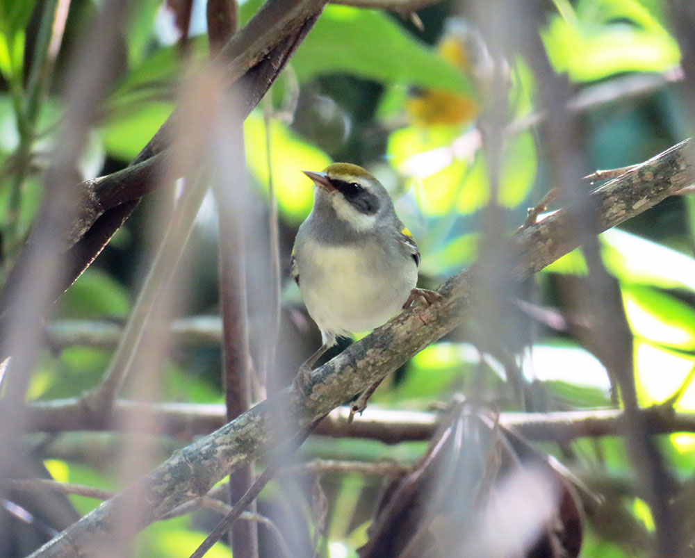Conservation plans are stronger and more effective when we consider the needs of female birds. Photo credit: Ruth Bennett