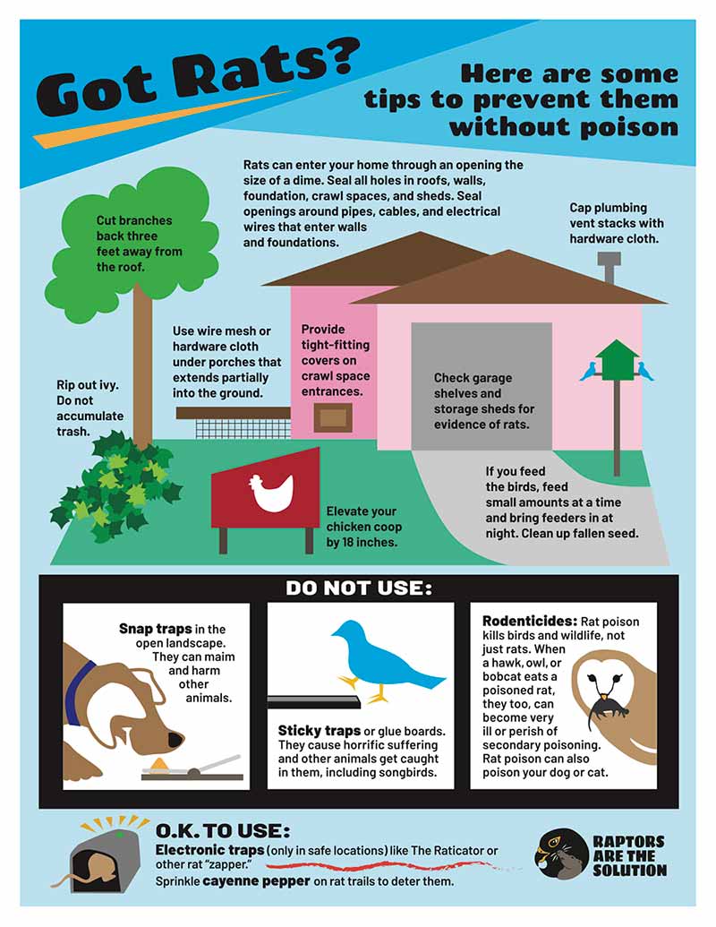 Raptors Are The Solution profile ways to keep rodents away without using poison and other harmful methods