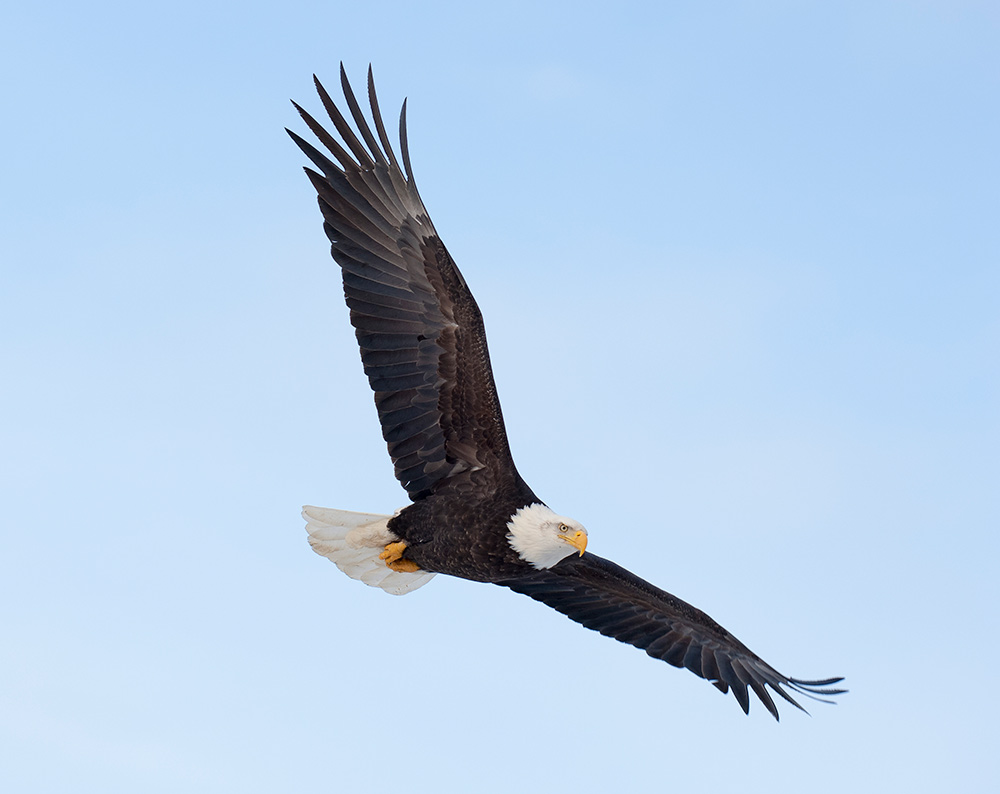 Bald Eagle Soaring