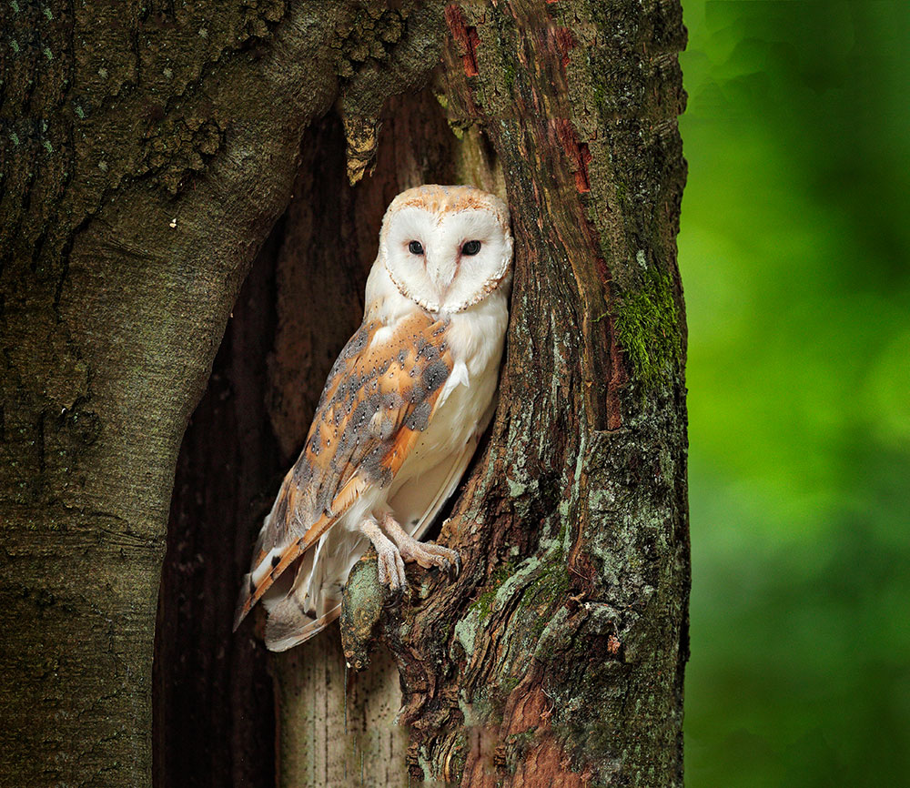 Poisons used to kill rodents pose fatal threat to birds of prey and other wildlife