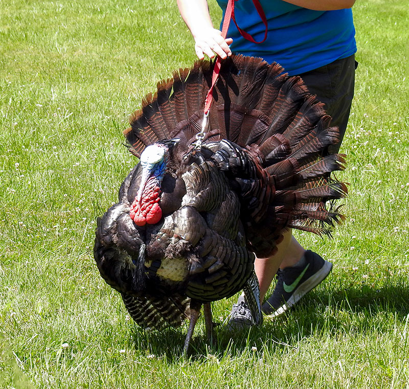 Christine walks Niblet on a leash and harness during her birds of prey education events to give people a chance to meet a wild turkey up close