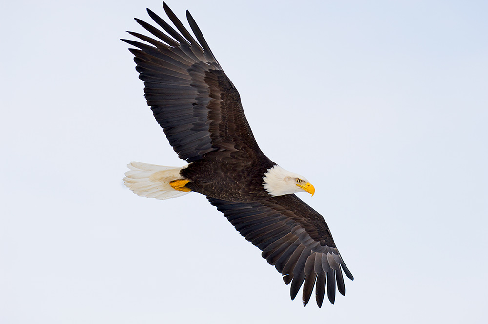 A bald eagle’s incredible ability to soar captivates human imagination