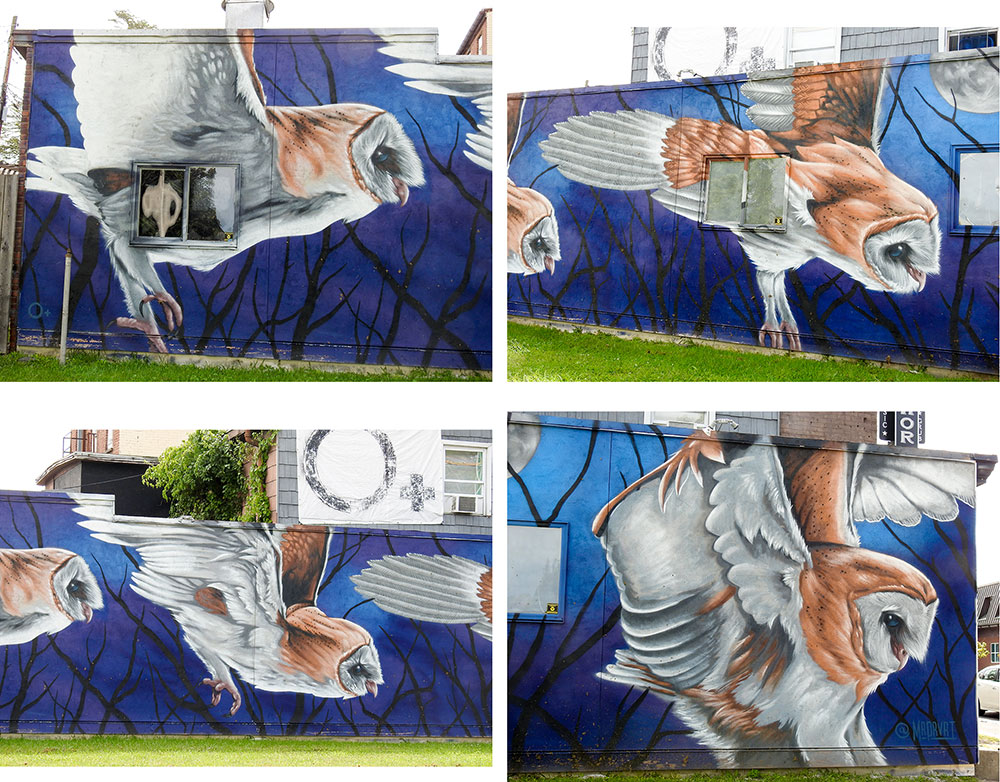 Suarez depicts the flight sequence of a Barn Owl, illustrating the brief pauses of its body motions as it moves between tree branches during its nocturnal hunt