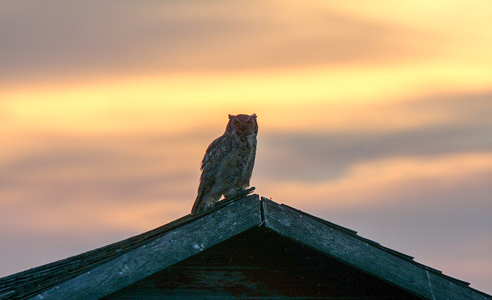 Save our birds of prey and wildlife by choosing not to use rat poison